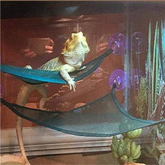 Create a Cozy and Fun Space for Your Reptile