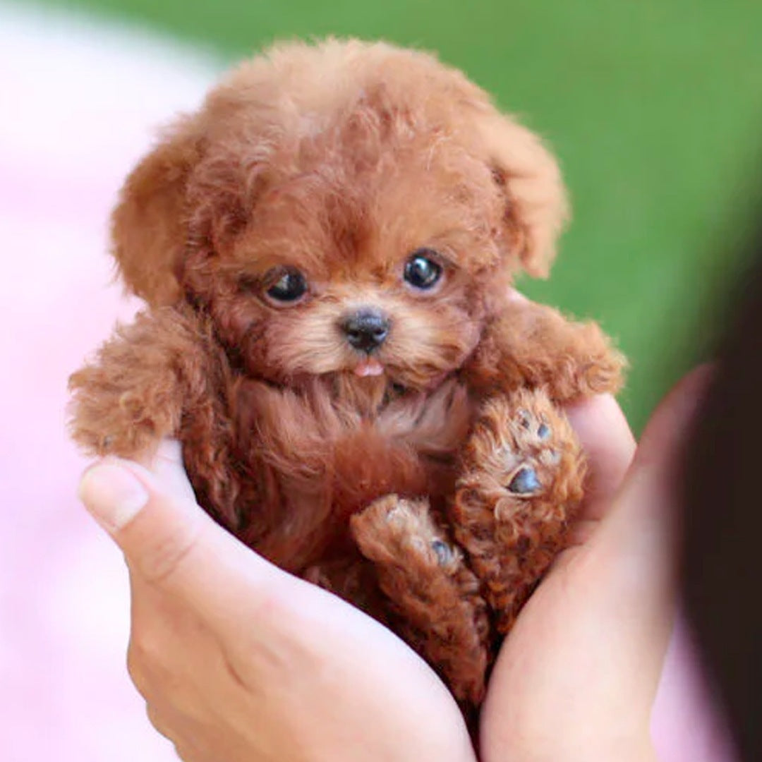 Robot Puppy Short Plush Doll - realistic robot puppy