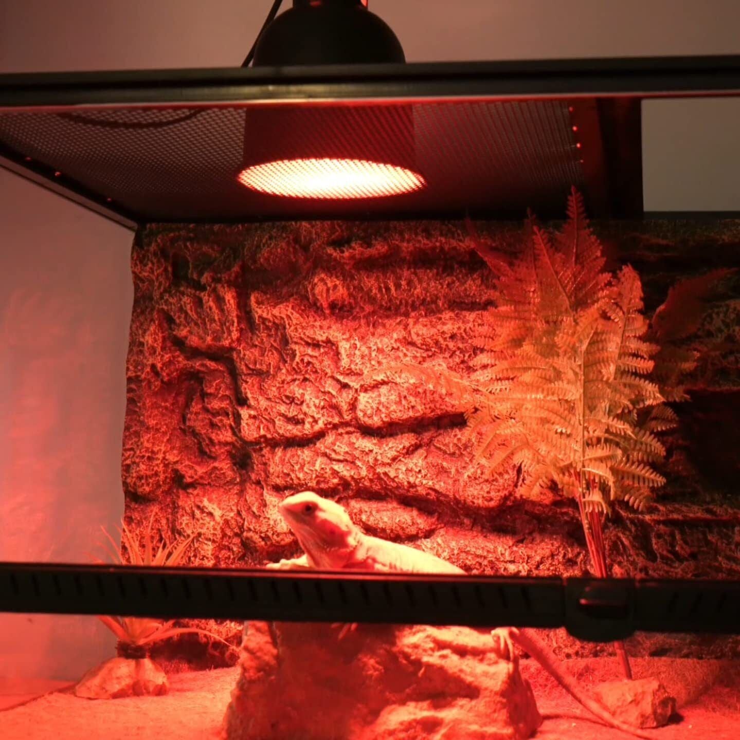 Keep Your Reptile Warm and Healthy with This Heat Lamp