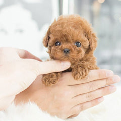 Robot Puppy Short Plush Doll - realistic robot puppy