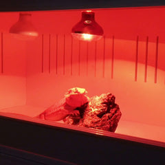 Keep Your Reptile Warm and Healthy with This Heat Lamp